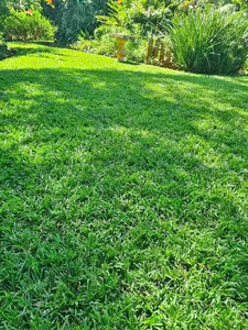 Giant buffalo/DURBAN/KIKUYU INSTANT LAWN🌱